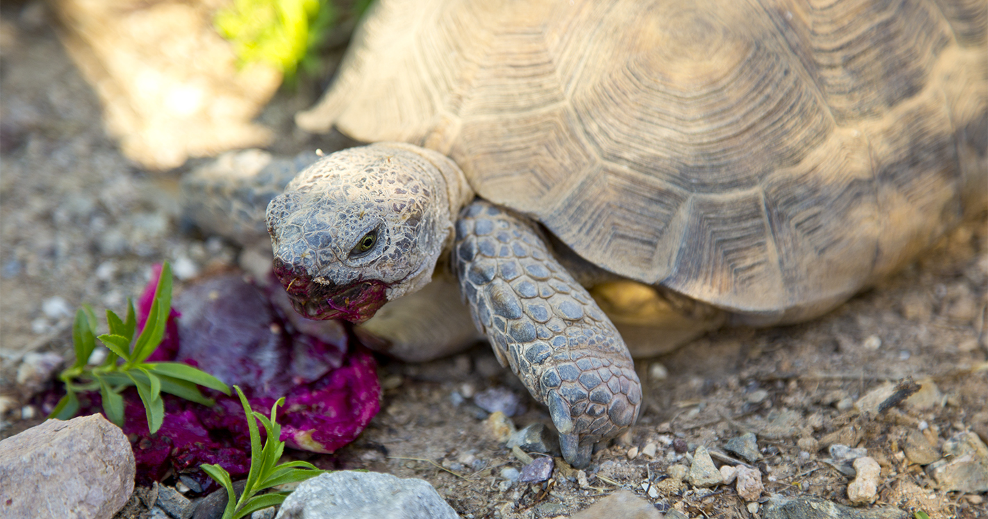 Resident desert tortoise named Juanita Wayne