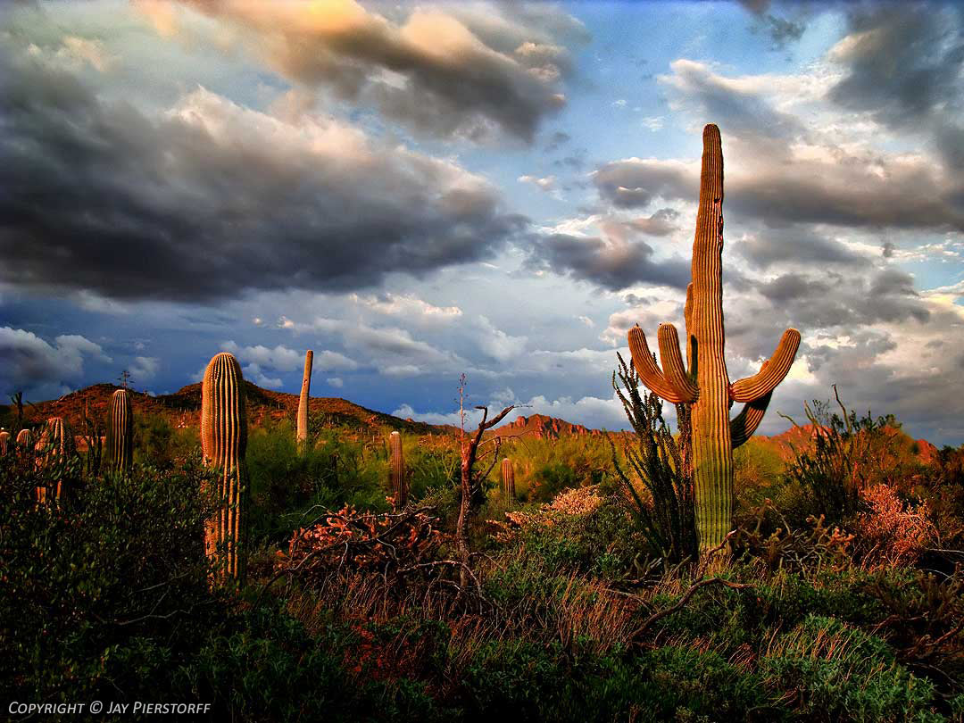 Desert jeep tours tucson