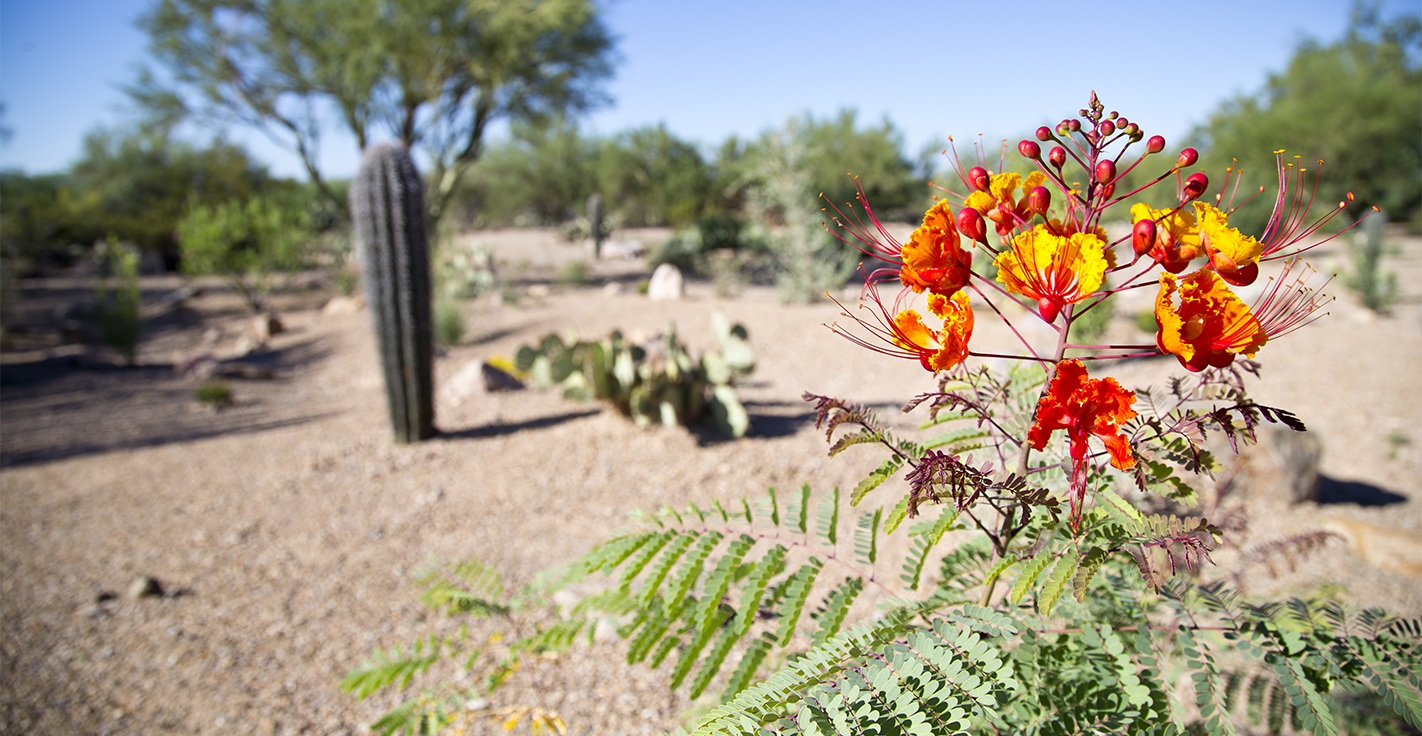 Desert views and flowers