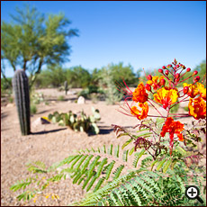 Nature Trails at Cat Mountain Lodge, Tucson, Arizona